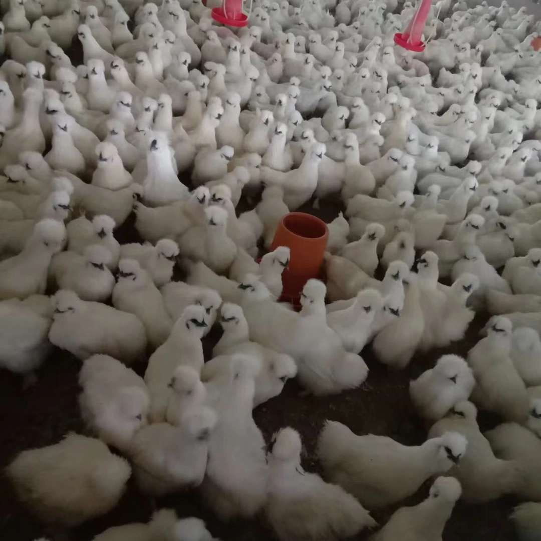 装泰和乌鸡的胶框