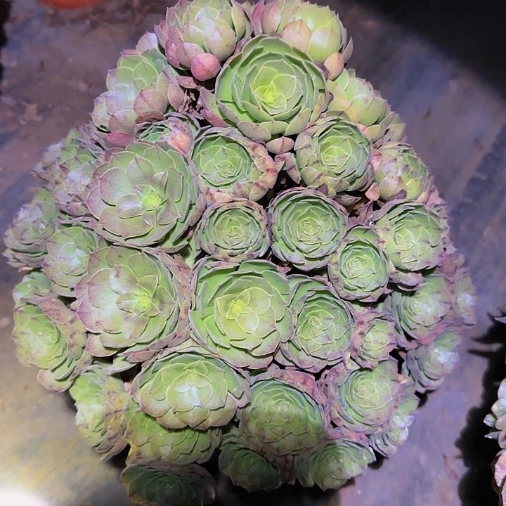 万圣节拉丝巨无霸捧花福利