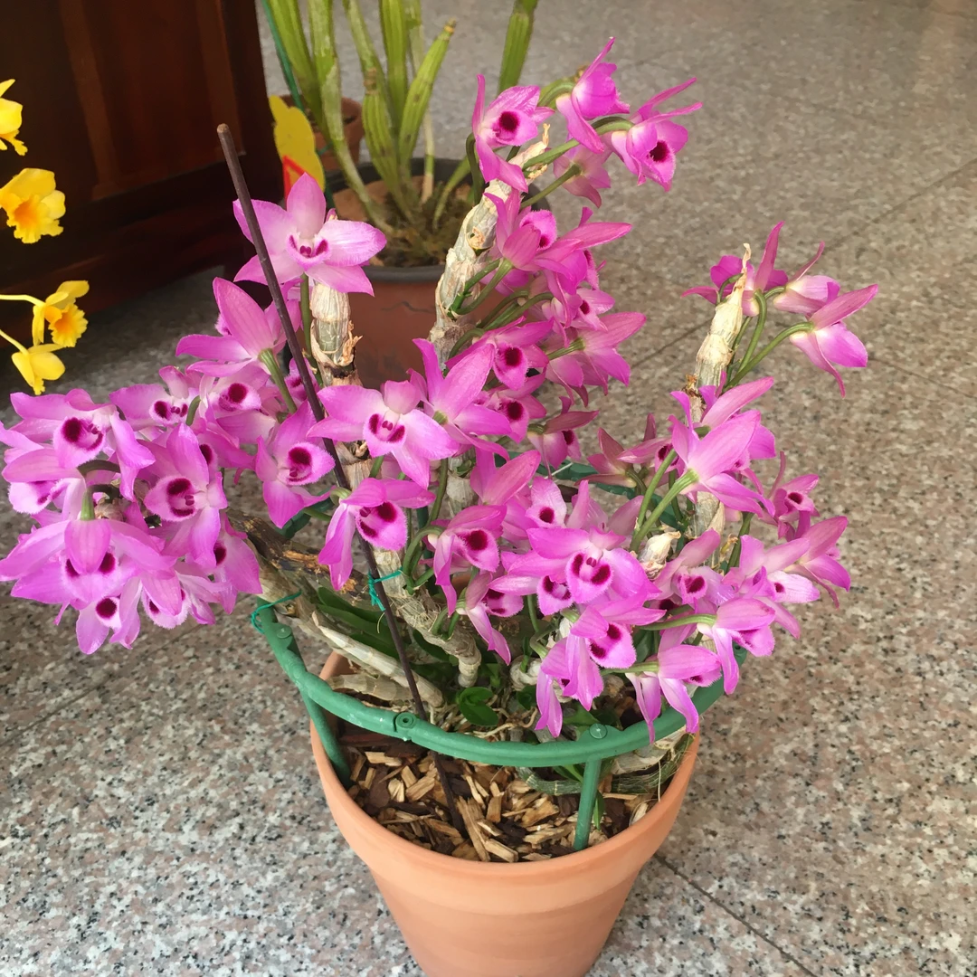 麝香石斛 浓香型 桌面款 带花苞 原盆原土发货