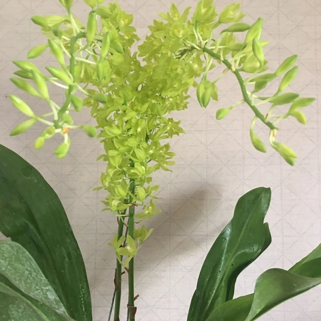 皇后巨兰 稀有品种 成品苗 原盆发货