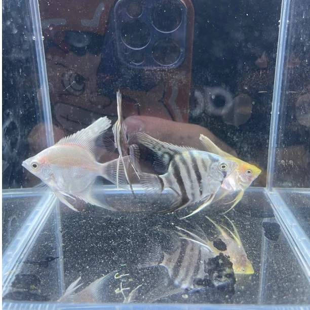 混搭小型燕鱼3条送1条备损（发4条）