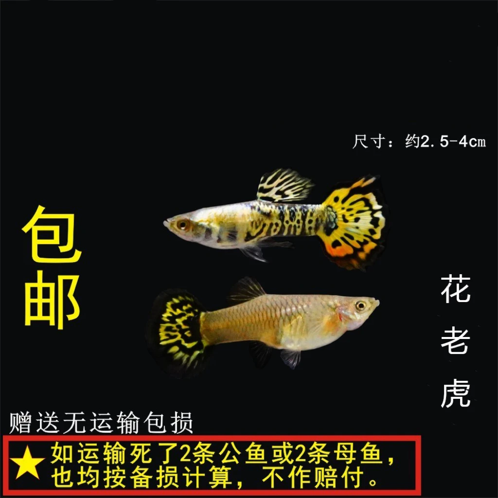 小型热带鱼孔雀鱼练手小压成鱼小蛇纹花老虎（入缸后不包损）