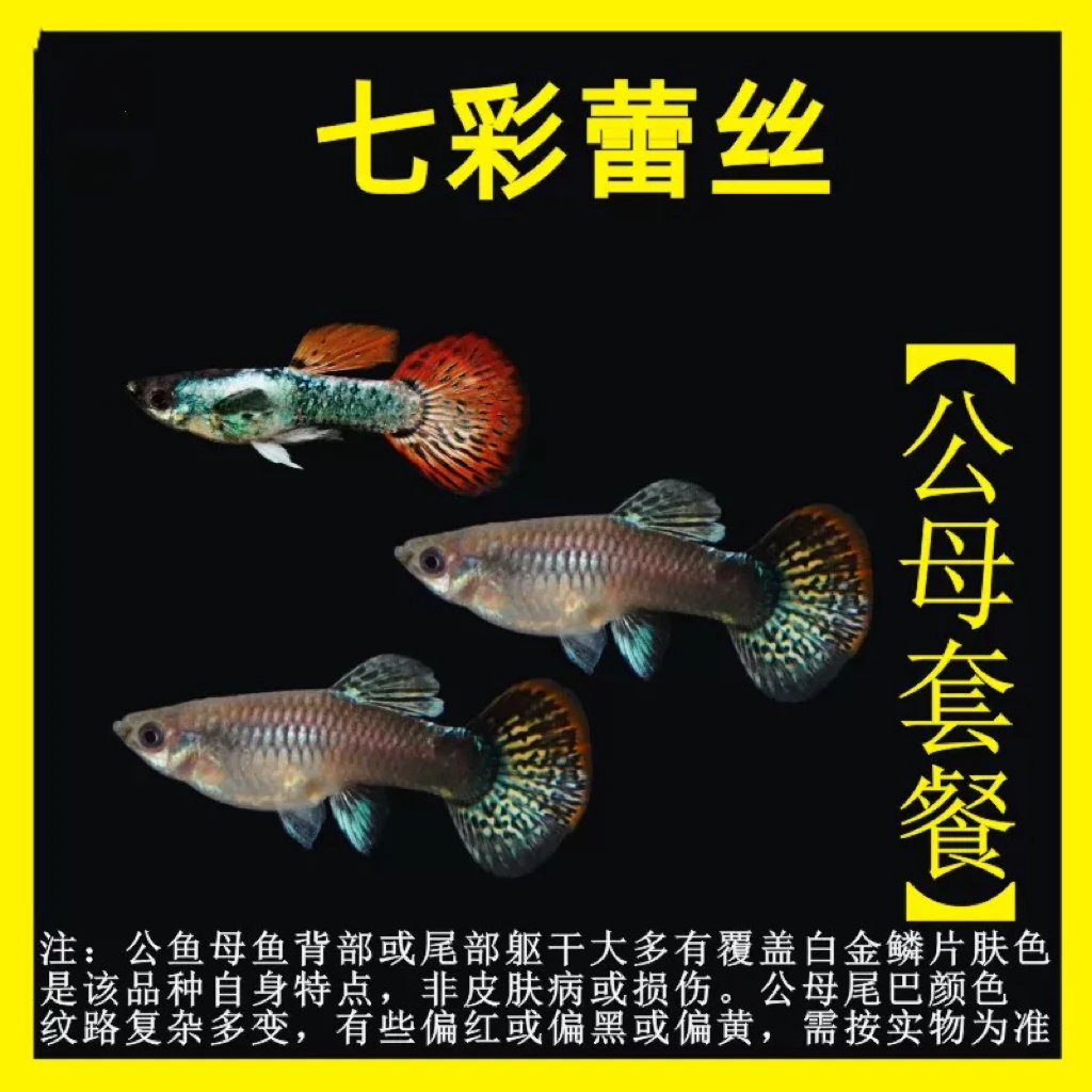 精品孔雀鱼小型热带鱼龙鳞七彩蕾丝（入缸后不包损）