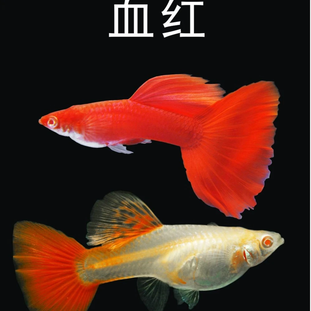 精品红色孔雀鱼大背血红种鱼（入缸后不包损）