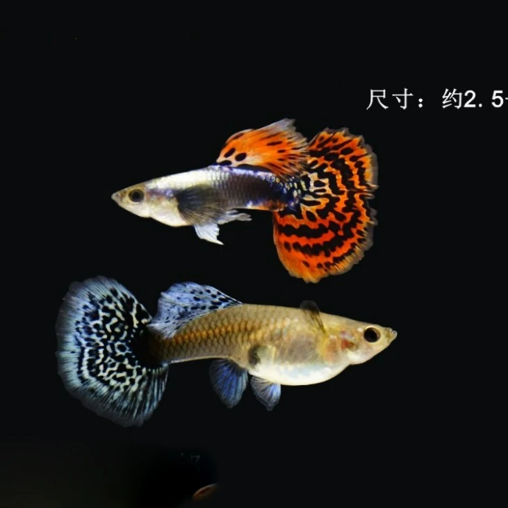 小型热带鱼孔雀鱼练手小鱼小泰系大耳朵（入缸后不包损）