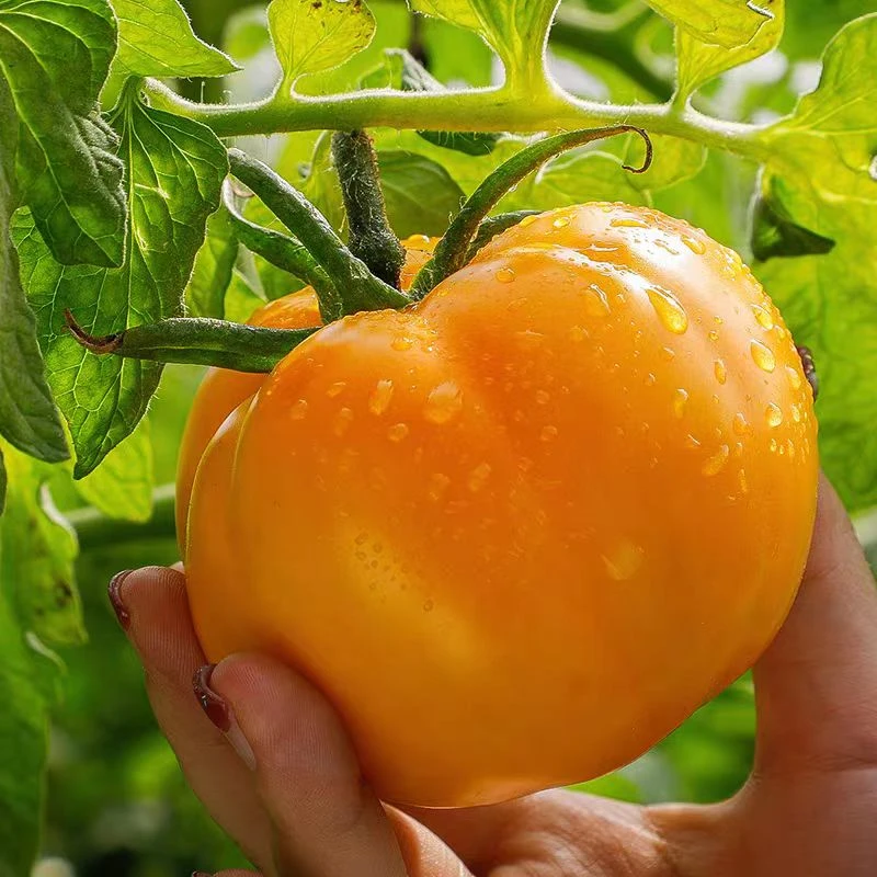 （顺丰包邮）儿时味道沙瓤多汁原产地黄柿子自然成熟泡沫托发货