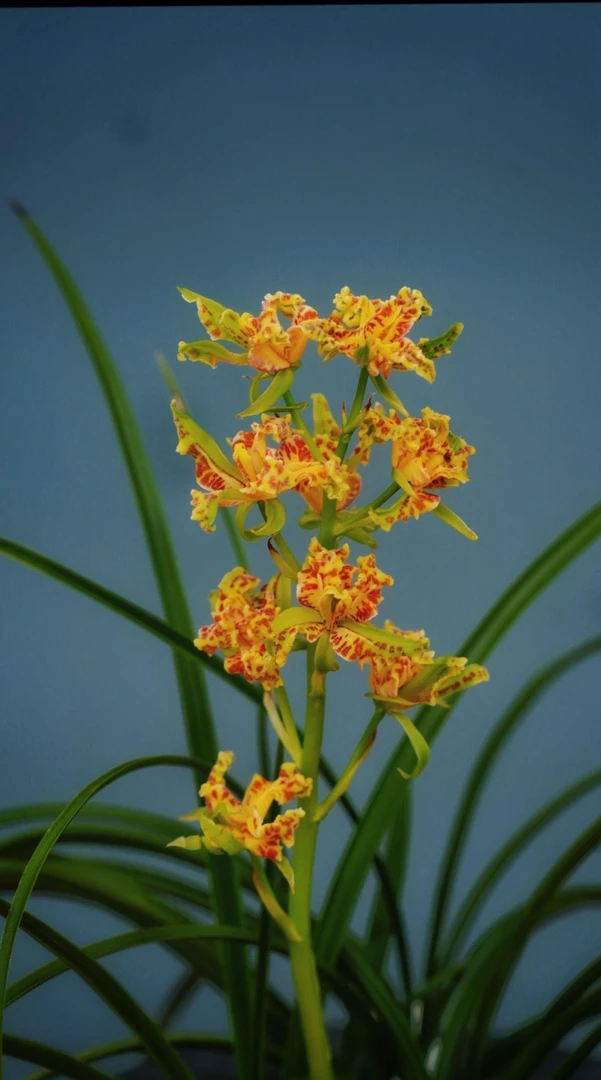 湖北随州浓香型惠兰(一组一拍专用链接)