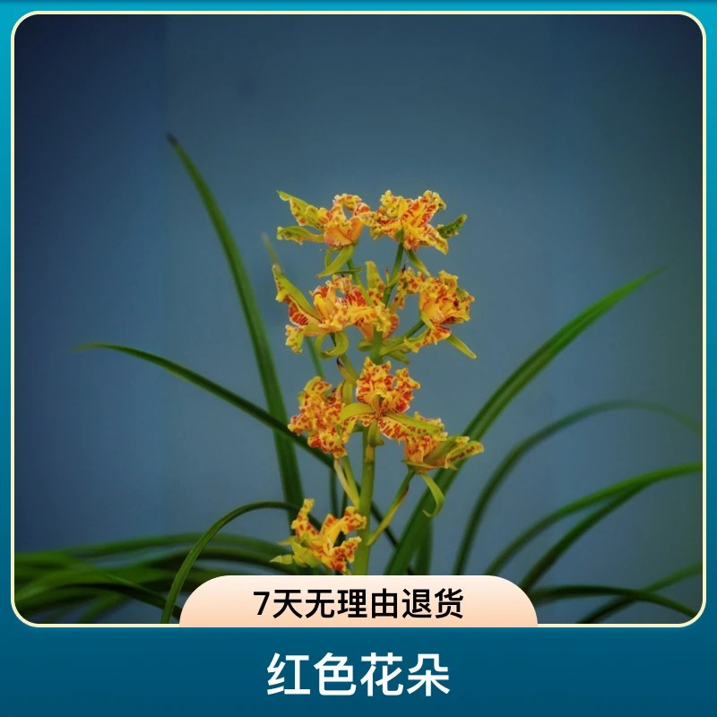 蕙兰素心桌面盆栽绿植阳台窗台花卉植物室内观赏