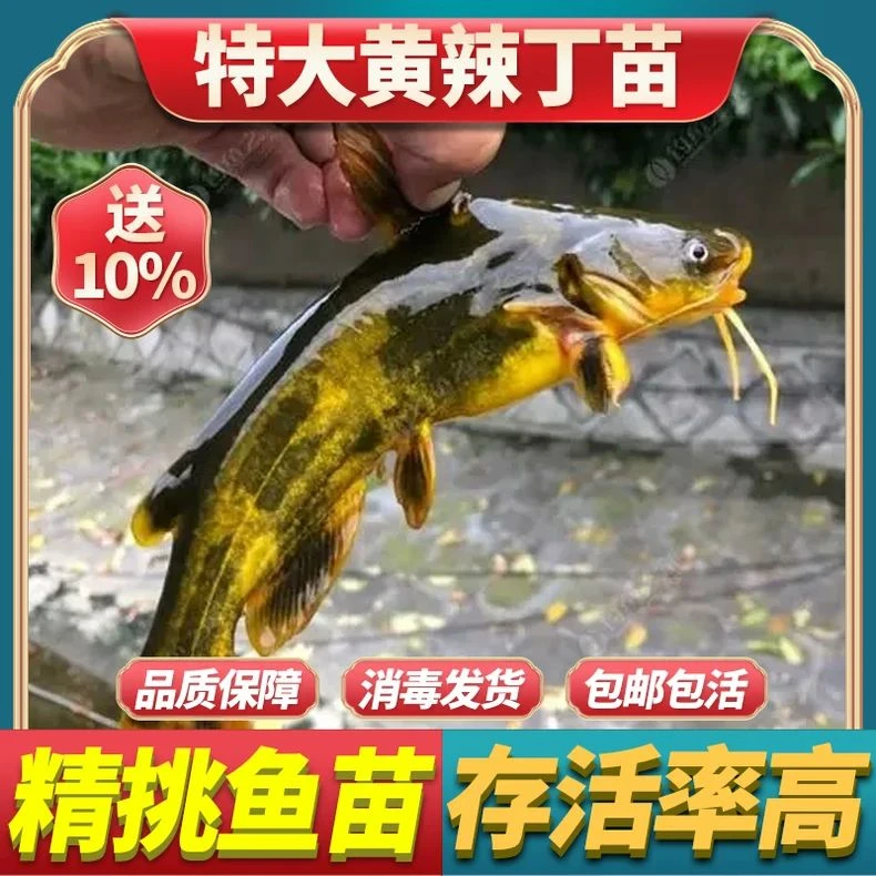 黄骨鱼黄辣丁鱼淡水养殖食用黄鸭叫昂刺三角峰黄丫头黄颡鱼宠物鱼