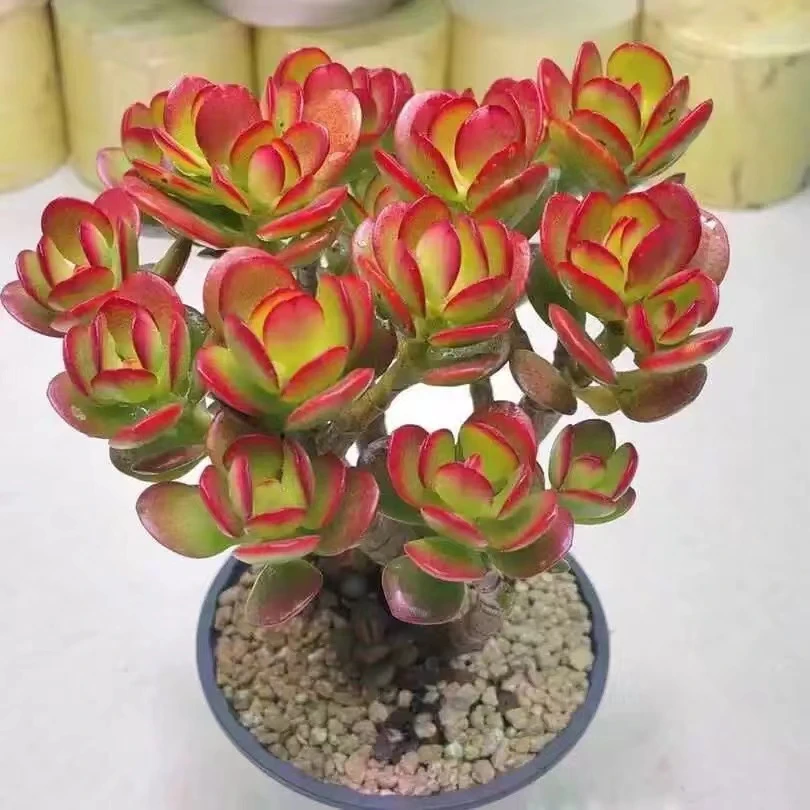 摇钱树老桩多肉植物10厘米【带塑料盆】