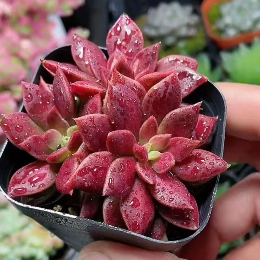 因地卡多头群【满18包邮】