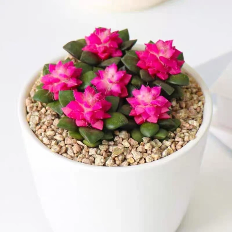 【满18包邮】吹雪2-3头【拍一发三份3份】不带盆