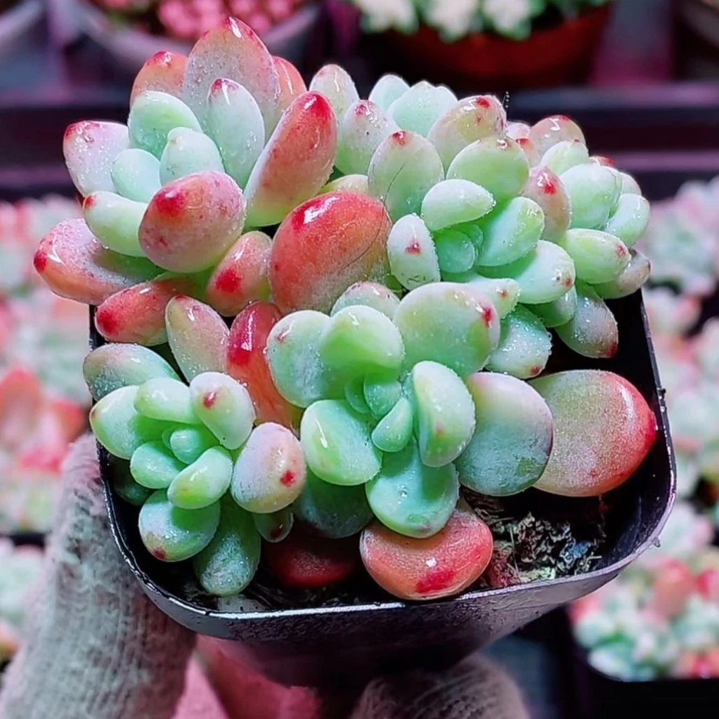 劳尔方盆【满18包邮】