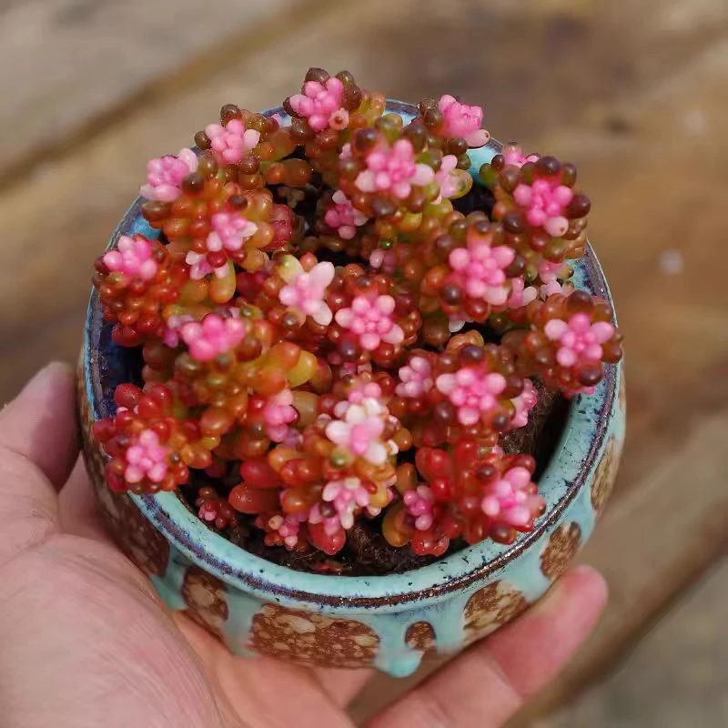 新浆果锦5cm【满18元包邮】多肉植物