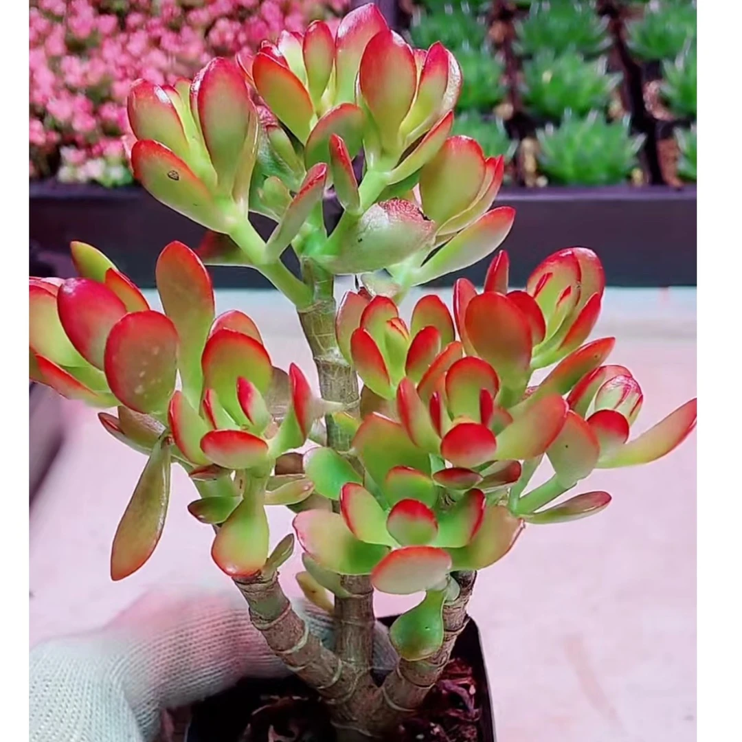 红玉树多肉【买满18包邮】