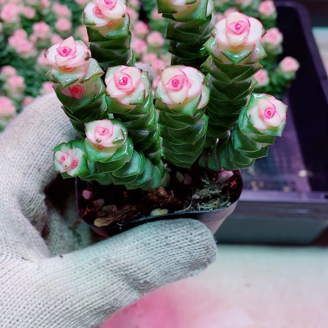 【闪购商品】钱多多带盆