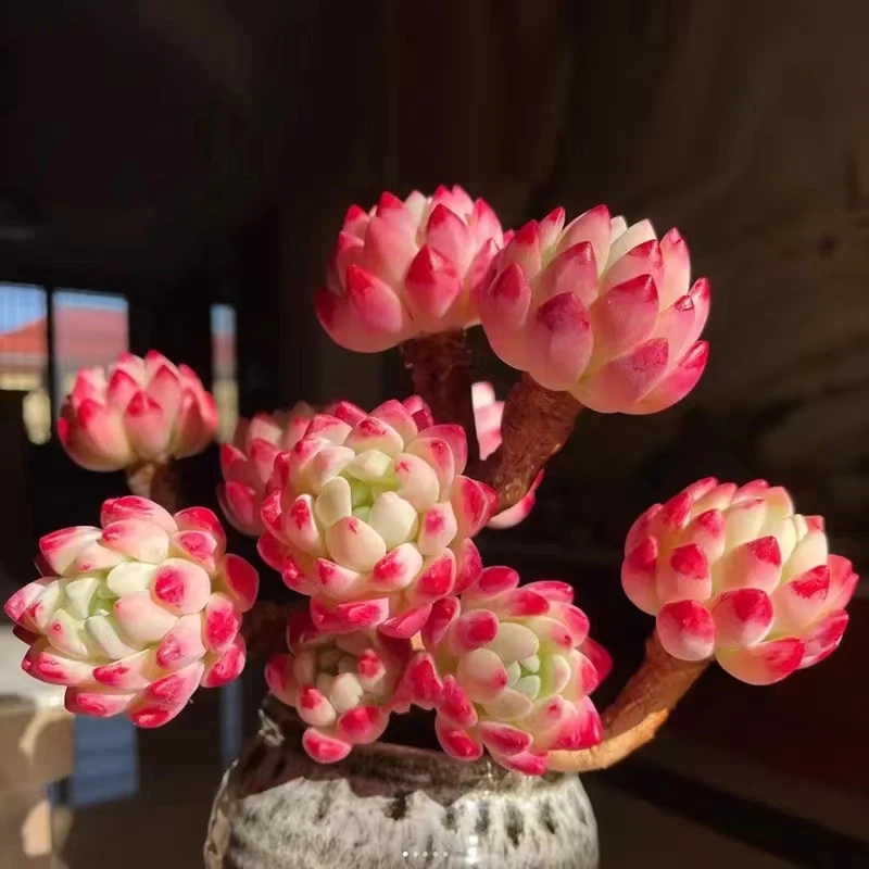 蓝苹果多头多肉植物5-6cm【带塑料盆】