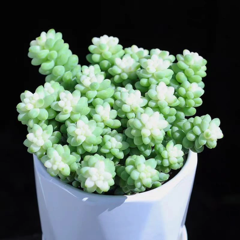【满18元包邮】9.9元雪花玉坠锦多肉植物10厘米【带塑料盆】