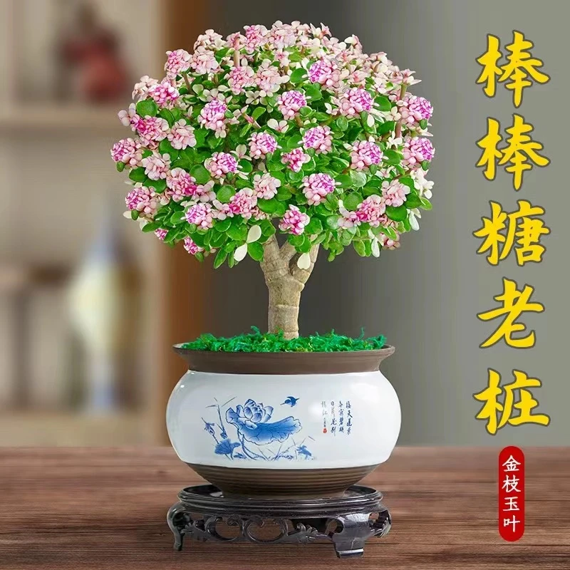 【满18包邮】金枝玉叶多肉植物10-12厘米【带塑料盆】