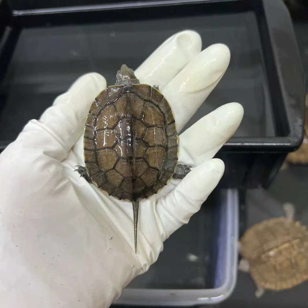 宠物龟小乌龟黄喉拟水龟南石宠物办公室居家养观赏龟家用