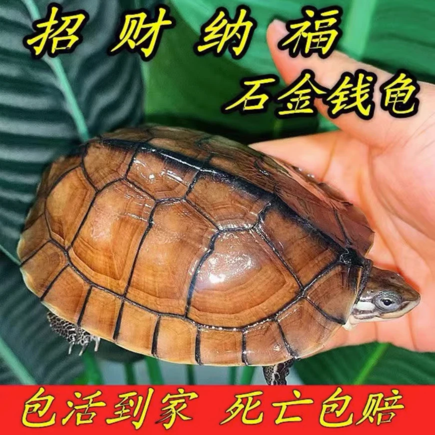 憨憨哥直播专享石龟南石龟宠物龟办公室家养小乌龟