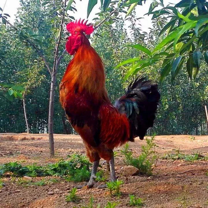 （京东冷链）黑爪公鸡 正宗散养  活鸡现杀  (剪爪发货)