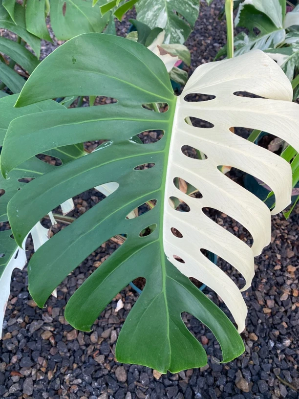 白锦龟背竹，一物一拍