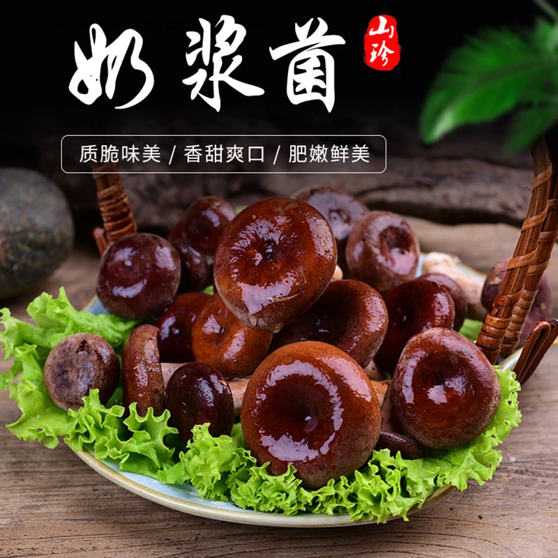 【新鲜野生奶浆菌】云南特产 鲜货大山货美味素炒爆炒煲汤250克新鲜