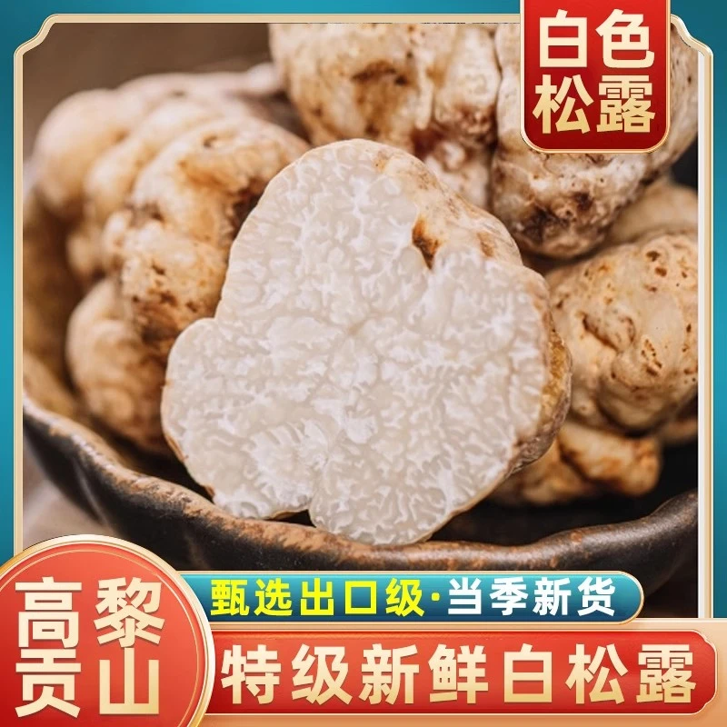高黎贡山新鲜野生白松露250g野生菌松茸猪拱菌菇块菌煲汤云南特产