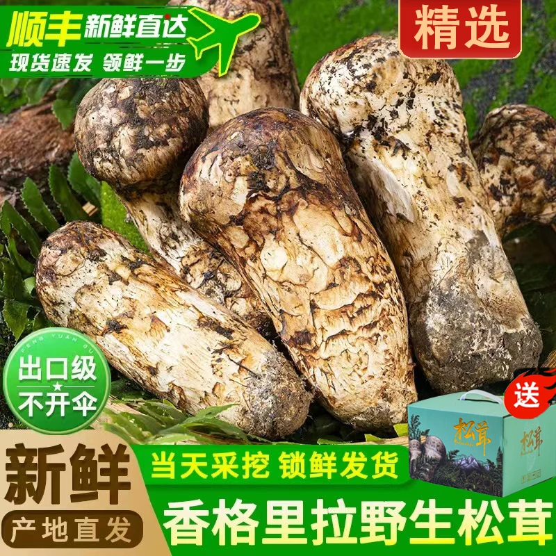【精选松茸10-12】香格里拉新鲜松茸出口级松茸煲汤原产地送礼250g
