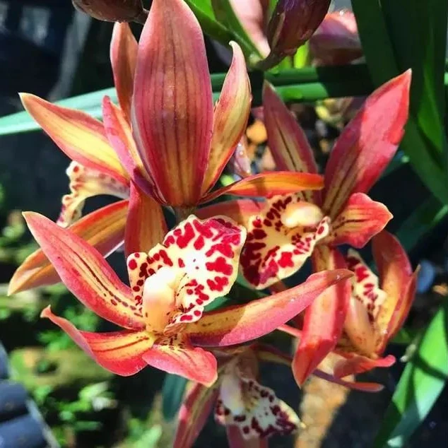 带花【醉美人】基地直发金黄大花类型兰花夏秋冬三季开花好养易活