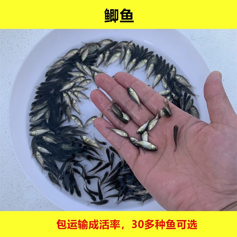 鲫鱼彭泽鲫中科五号三号白鲫5大板鲫3号银鲫鱼淡水观赏宠物水族鱼