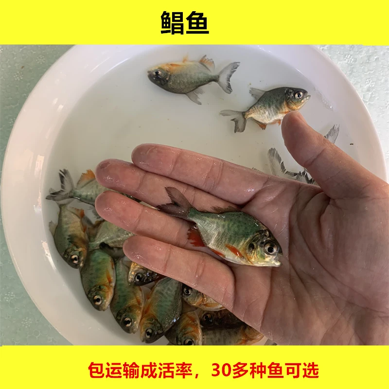 淡水白鲳鱼红鲳鱼活体养殖观赏宠物水族鱼好养殖小尺寸鱼大规格鱼