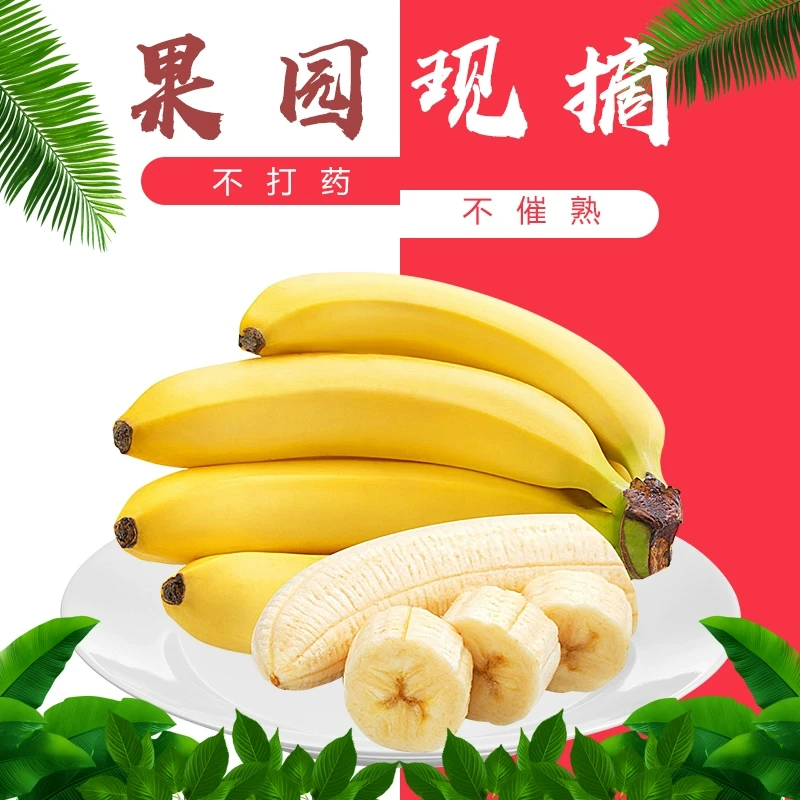 香蕉2/5/9斤香甜软糯新鲜采摘应季水果发货食用美味自然