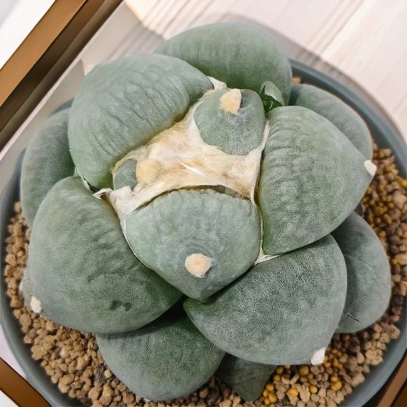 精选实生兜品种仙人球牡丹系列开花室内阳台种植好养盆栽一物一拍