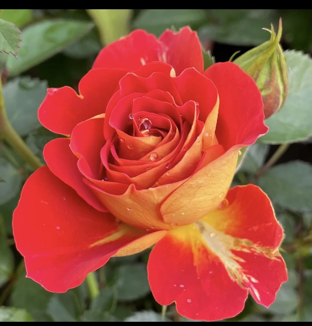 [二乔，双鱼座，魅惑】复色花月季好养四季开花盆栽地载阳台庭院种植