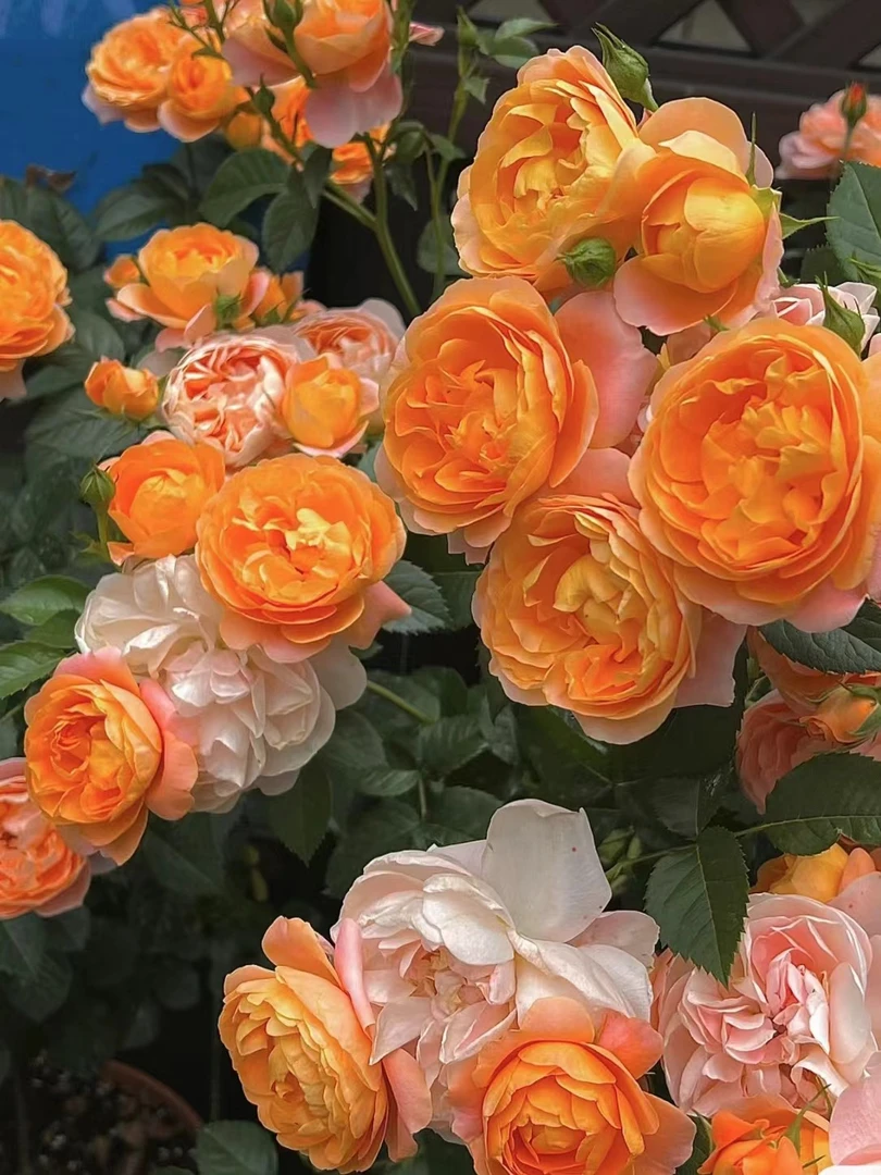 [果汁阳台】橙色月季好养阳台庭院种植花期原盆原土花苞四季开花