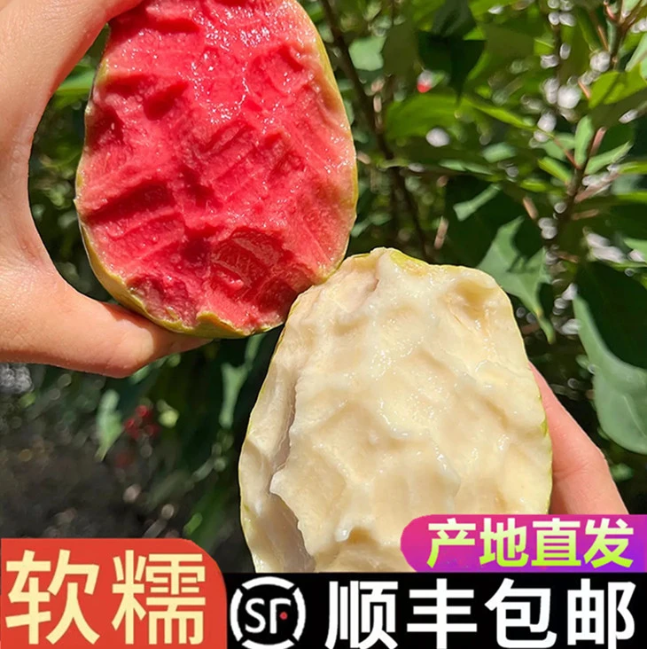 陶湘艺红心+白心冰淇淋软芭乐番石榴新鲜广东软心当季水果3/5斤