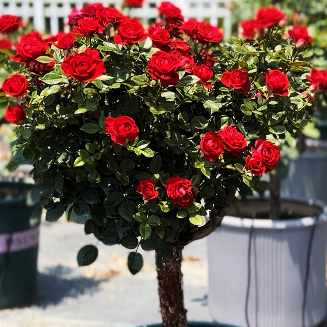 三公分带盆栽好 欧月月季花树苗四季开花庭院大苗玫瑰花 基地直发