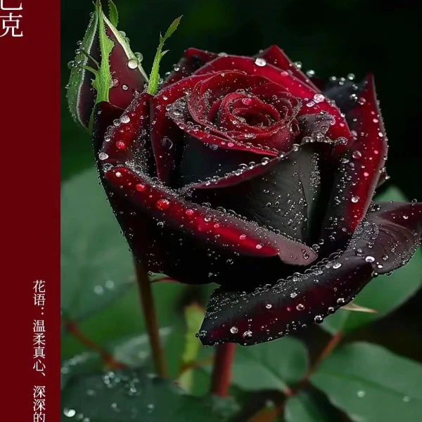 黑巴克棒棒糖 四季开花月季花苗花卉苗绿植爬藤苗打木架 基地直发