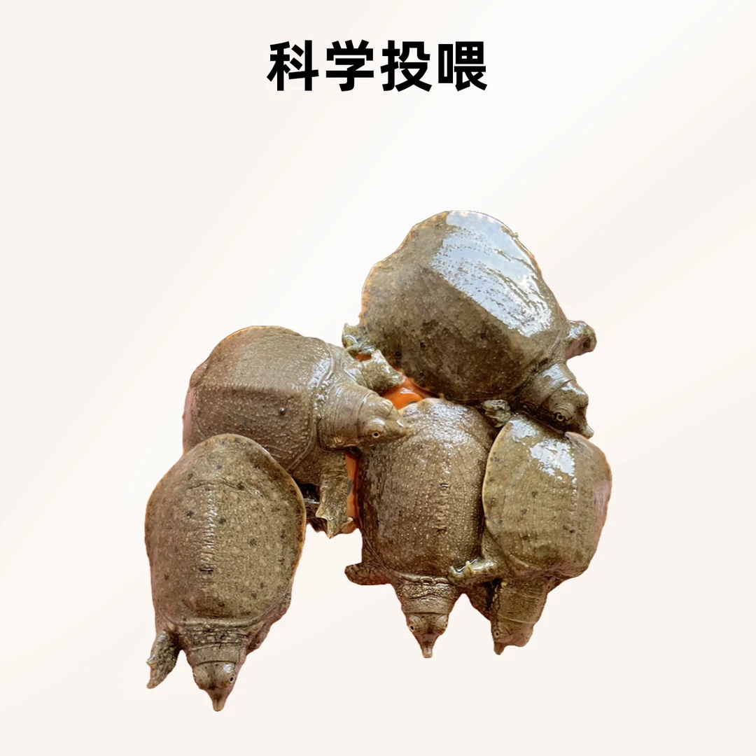 新破壳甲鱼苗-45元100只小甲鱼基地直发水鱼团鱼可放鱼塘包活到家