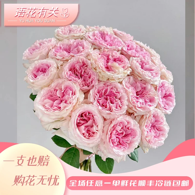【叁叁的花园】洛神玫瑰 云南基地现采现发 顺丰包邮发货既不退款