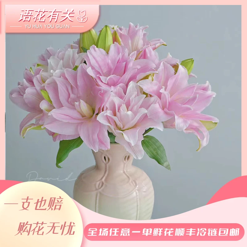 【语花有关】【多头伊迪莎】重瓣百合 云南基地现采现发 一单顺丰包邮