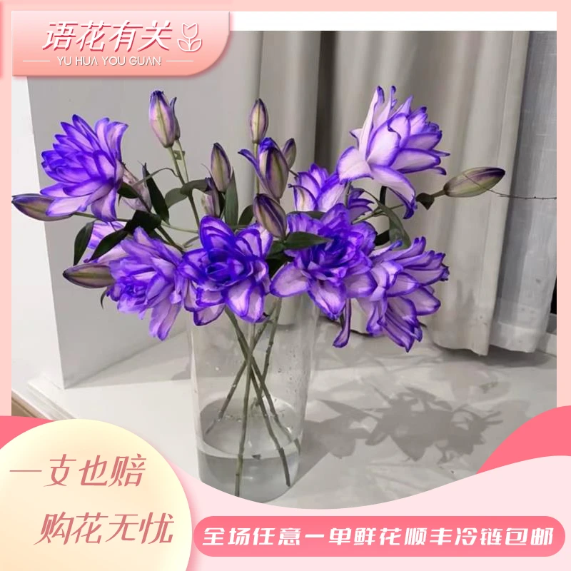 【语花有关】【多头紫霞仙子】百合 云南基地现采现发 一单顺丰包邮