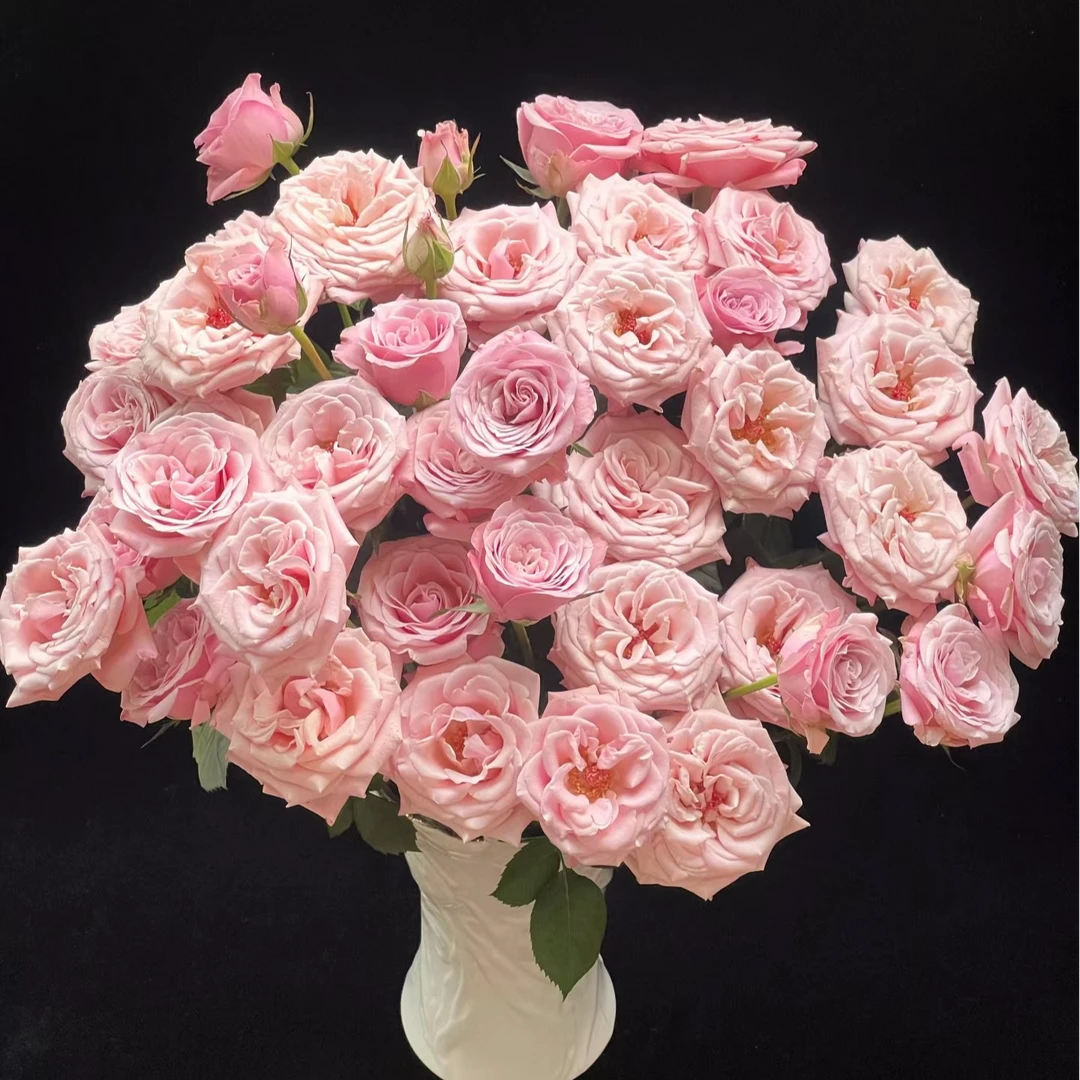 【AAA级草莓糖】高端花材 玫瑰 云南基地现采现发 一单顺丰包邮