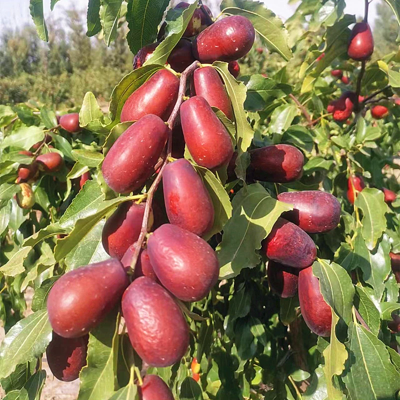 2025年新枣山西太谷壶瓶脆枣新鲜采摘非冬枣大枣红枣可蒸煮烤