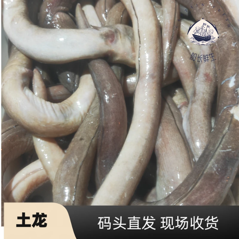 【码头直发】台湾海峡野生土龙   食蟹豆齿鳗顺丰冷链新鲜发货