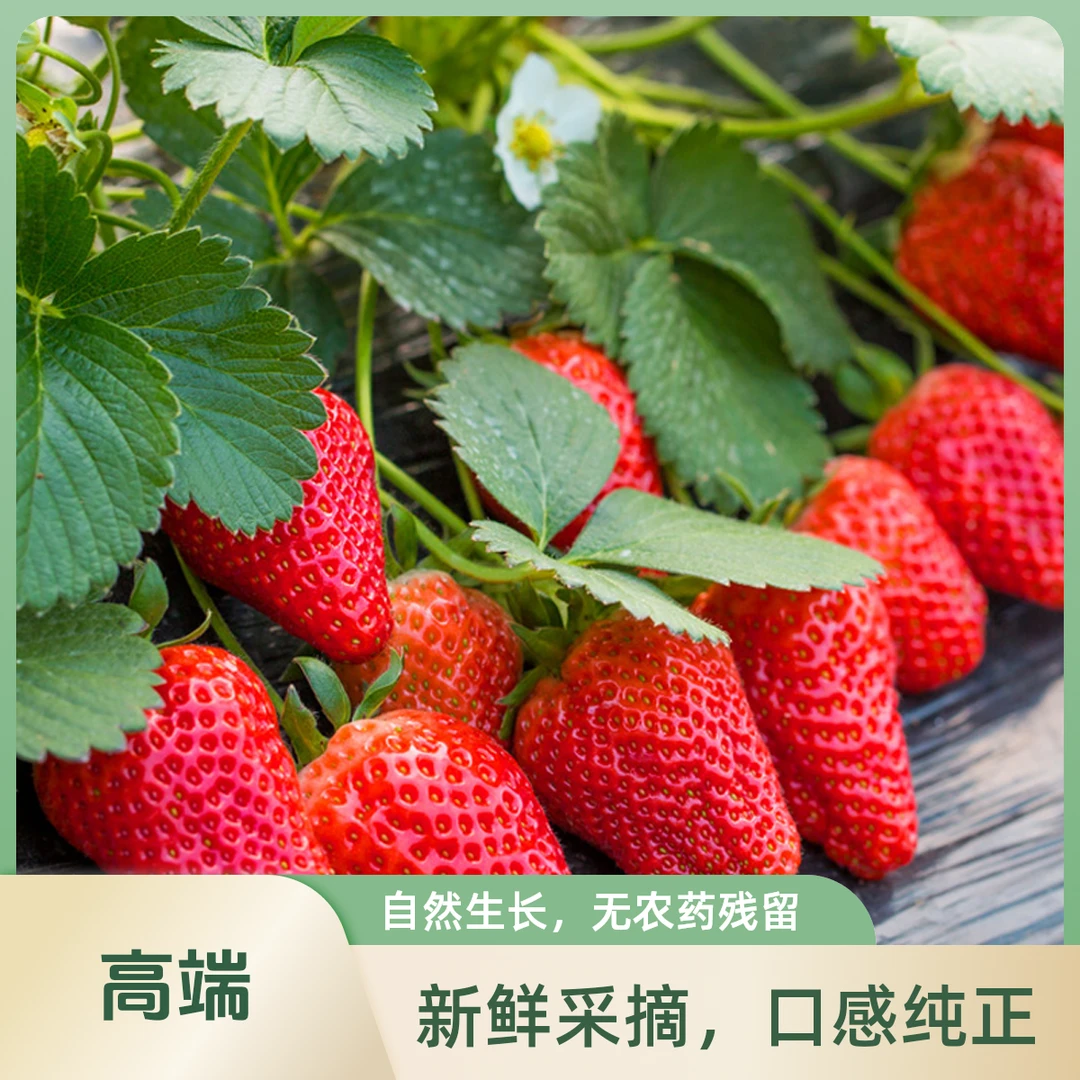 奶油草莓种子四季结果好养易活室内外阳台水果盆栽植物花种孑籽子