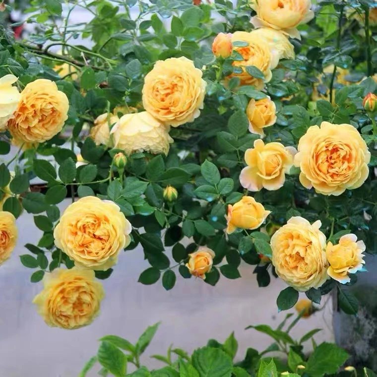 【黄金庆典】  月季爬藤 多季黄色大花浓香藤本月季 庭院 阳台 露台