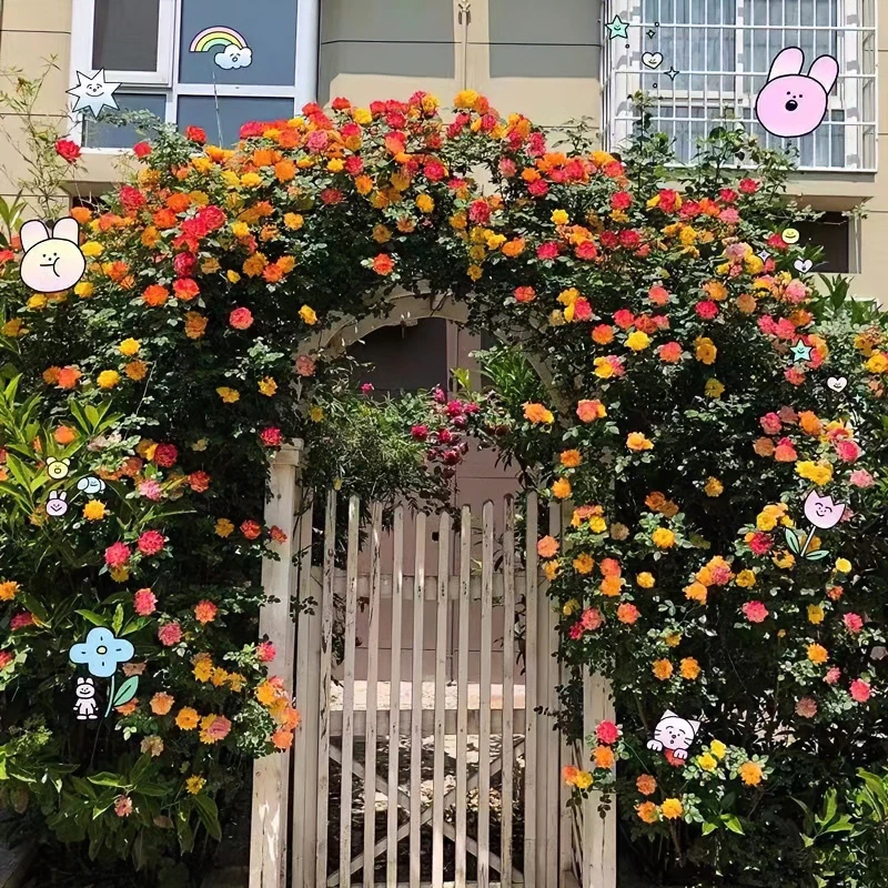 【滕彩虹】藤本月季多季花期变色爬藤蔷薇可盆栽地栽易成活四季开花